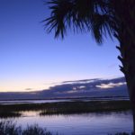 Vertical Marsh with palm tree