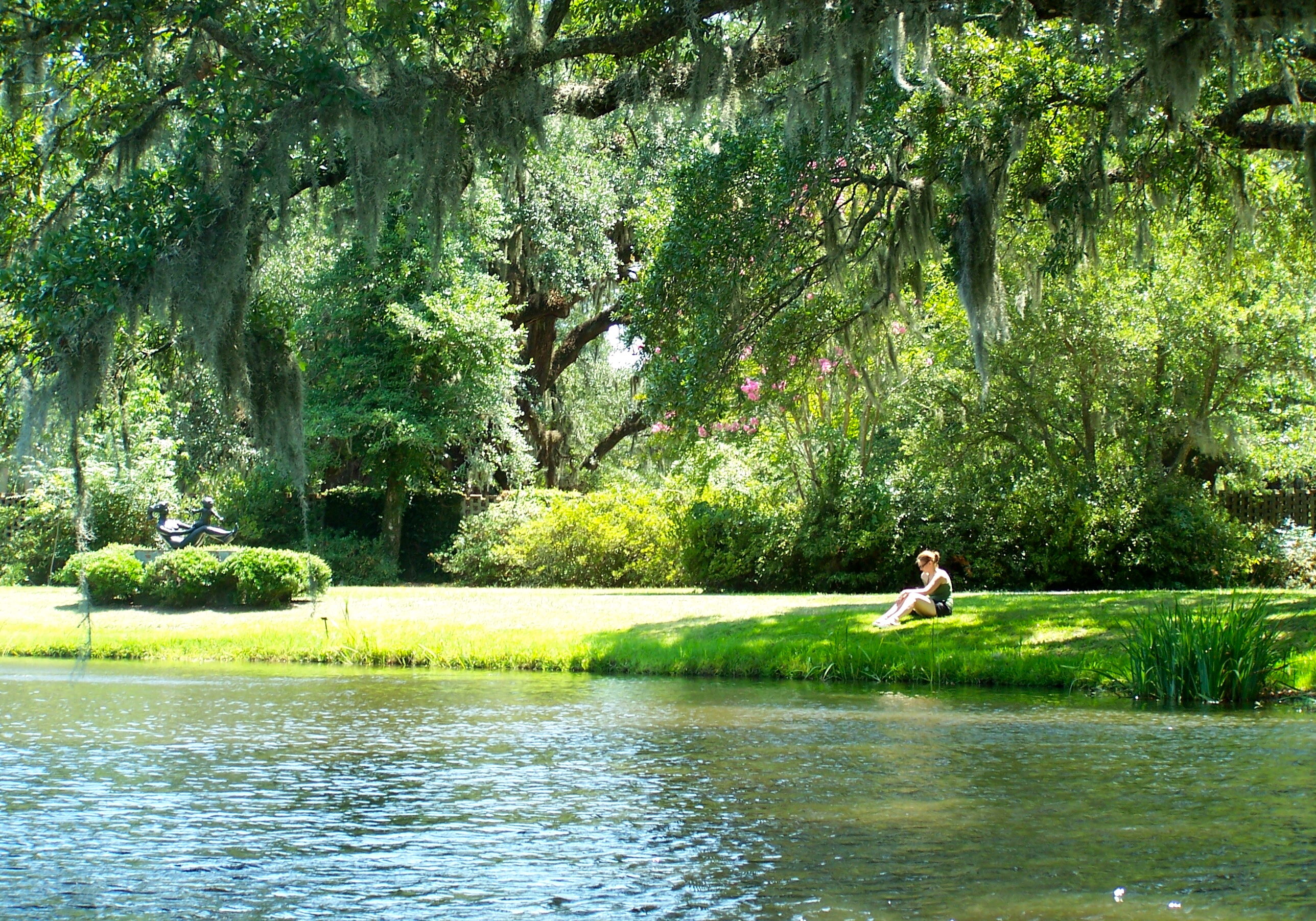 trees over water